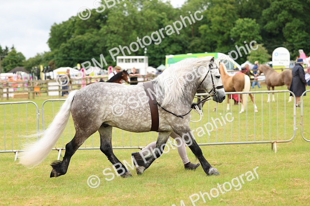 SBM_00648 - Class 58-67 - M&M Non Welsh Pony In hand