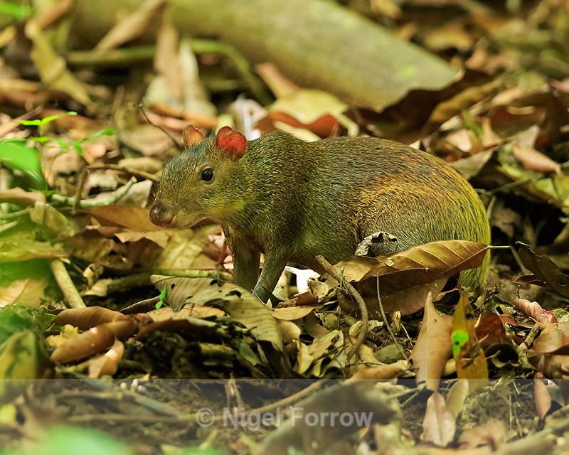 Central American Agouti, Corcovado National Park, Costa Rica - Agouti