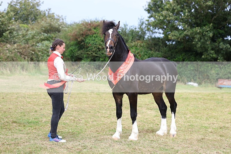 3E7A5764 - In Hand Championship