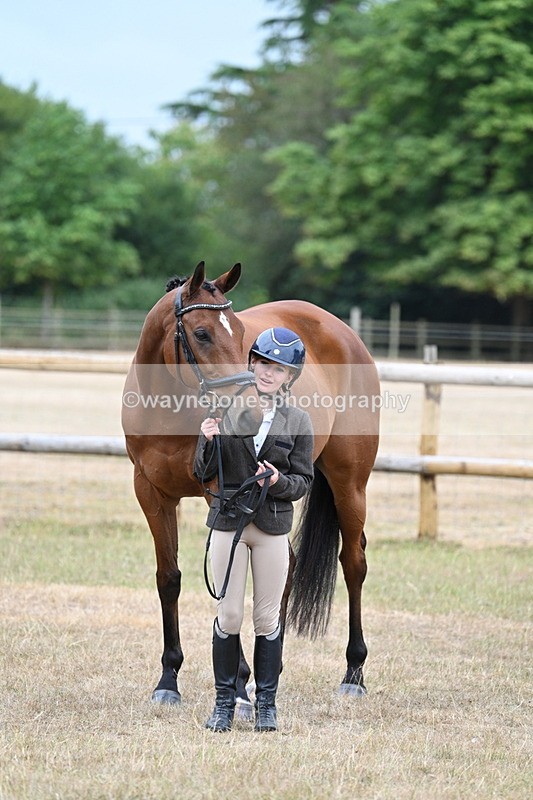 WJ7_9907 - Class 5a Most Handsome Gelding (above 14.2hh)