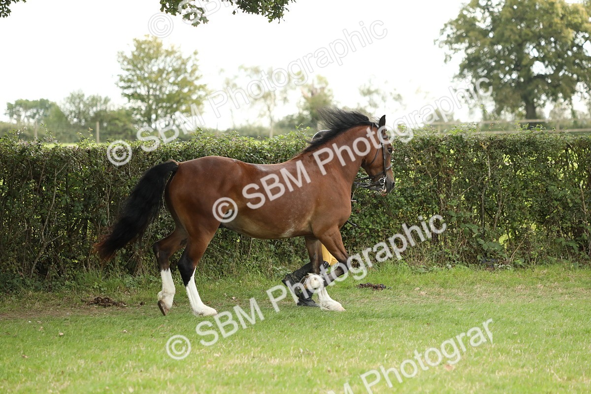 SBM_65363 - S47 - Mountain & Moorland In Hand Large Breeds