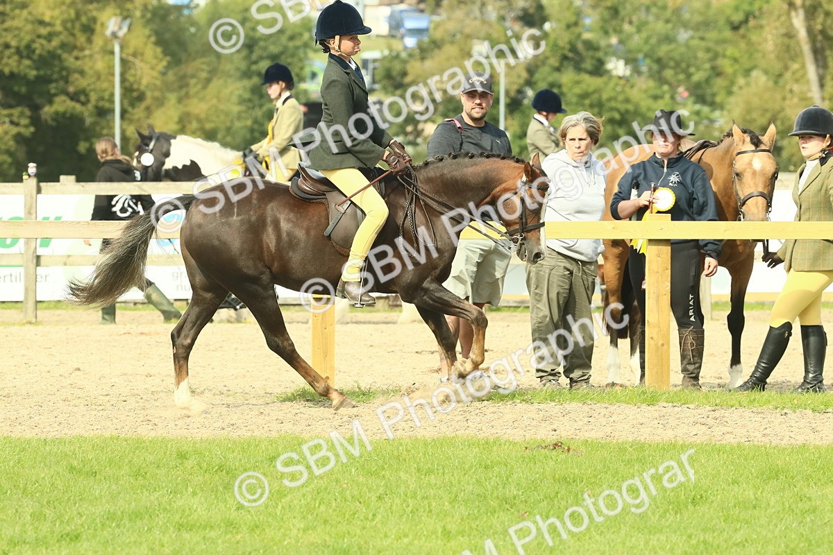 SBM_69036 - S58 - Mini Show Cob Ridden