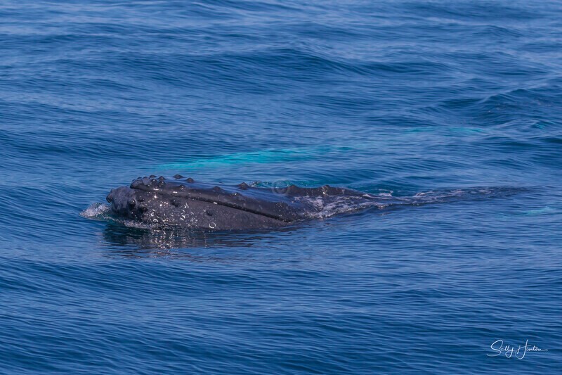 0A3A2443 - 2024 Whale Photos