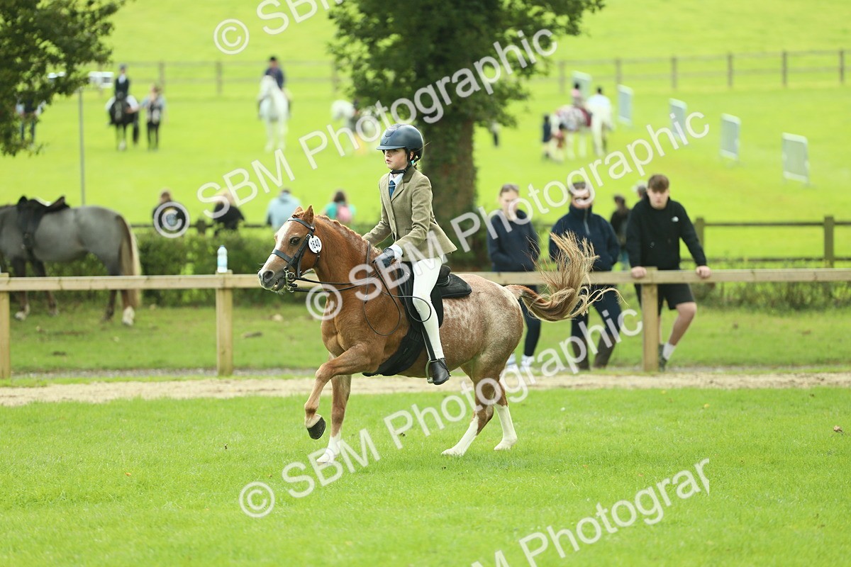 SBM_44677 - S31 - Working Hunter Pony
