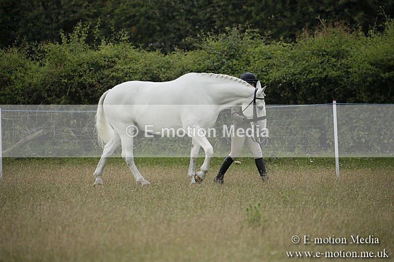 B230619-0222 - Bourne Valley Riding Club Summer Show 23/06/19