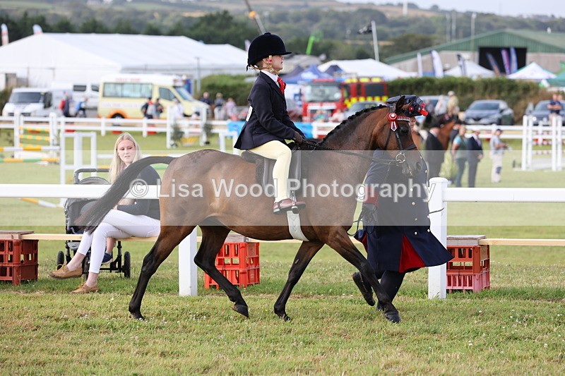 JPP_0242 - Class 14: Cornish Combination Leading Rein
