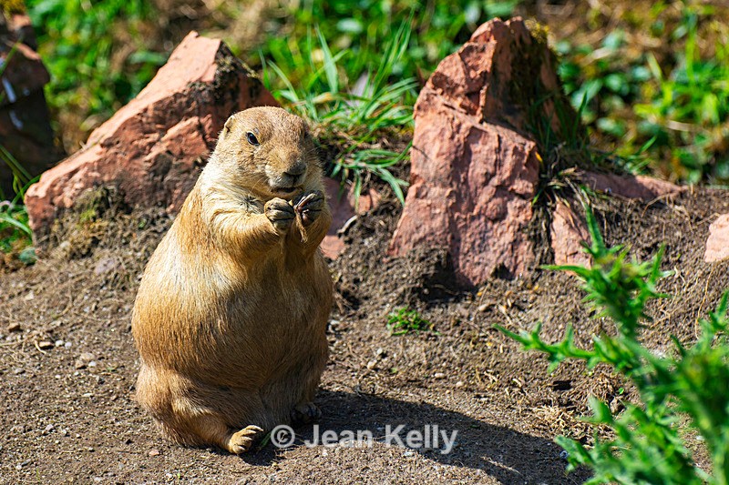 Black-tailed Prairie Dog - DSC_9613 - Black-Tailed Prairie Dogs