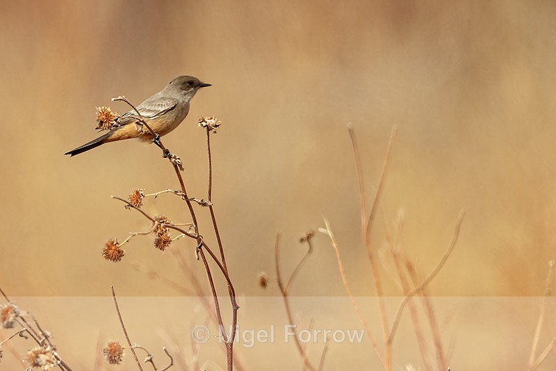 Say's Phoebe, Bosque del Apache, New Mexico - Say's Phoebe