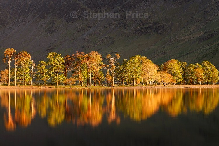 Line of Trees at Sunset | Butteremere, Lake District Location