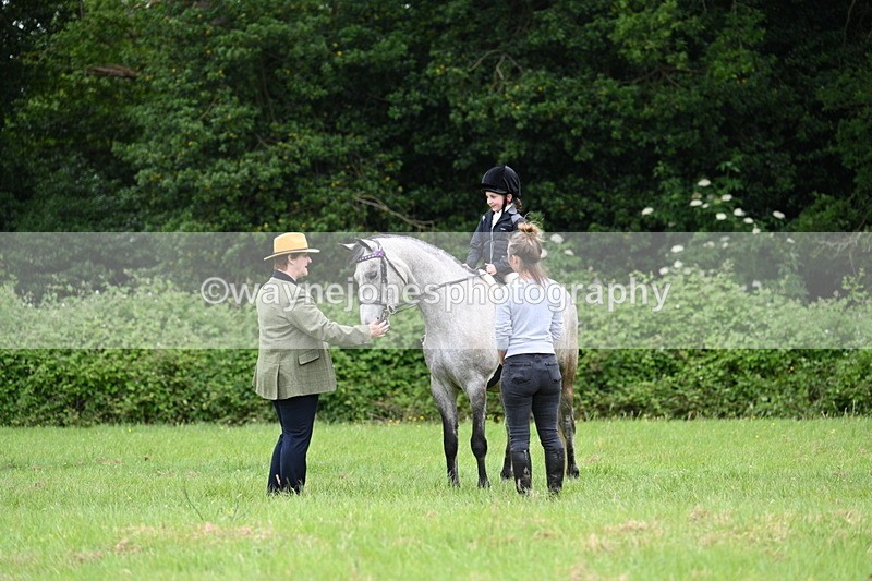 WJ7_4009 - Class 14A Handsome Gelding
