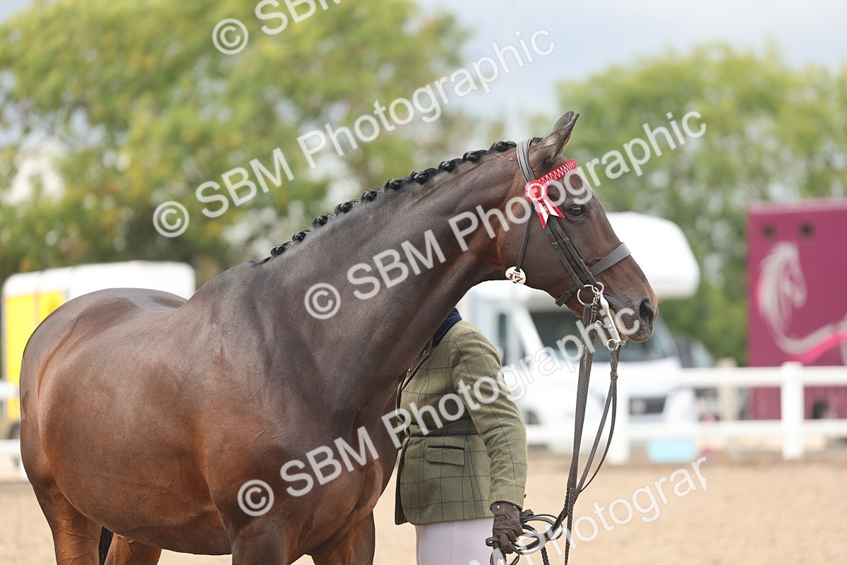 SBM_06903 - Class 25 - IH Foreign Breeds - Purebred