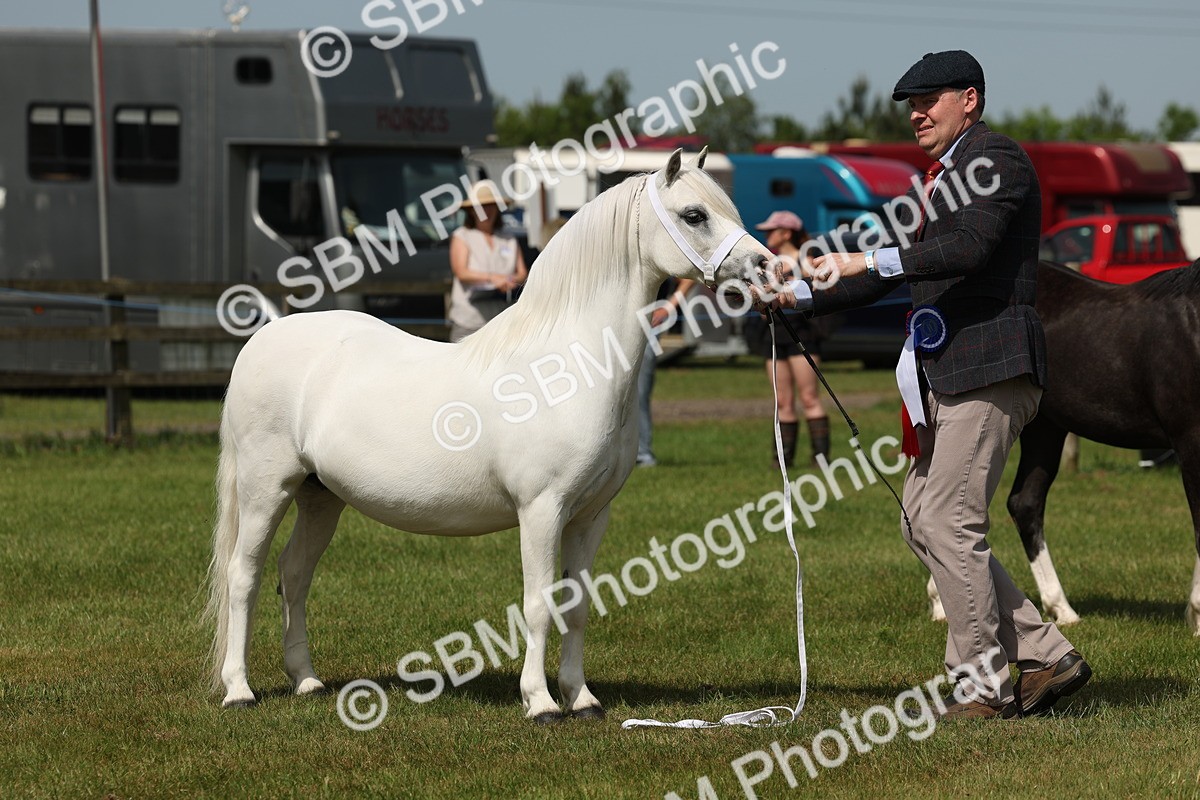 SBM_02412 - Class 6-13 - Mountatin and Moorland In Hand Welsh Breeds