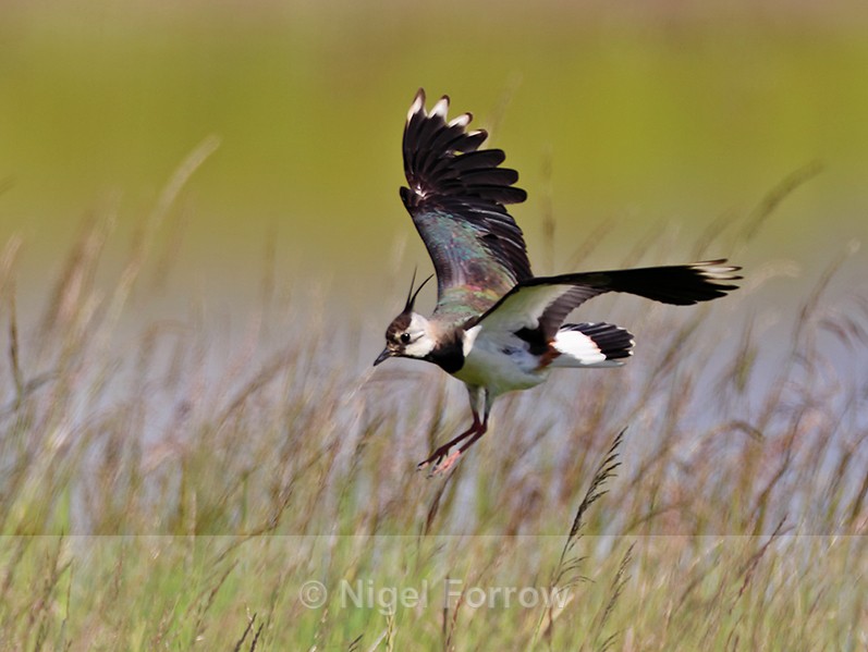 Lapwing (adult) about to land in long grass on Big Otmoor - Lapwing