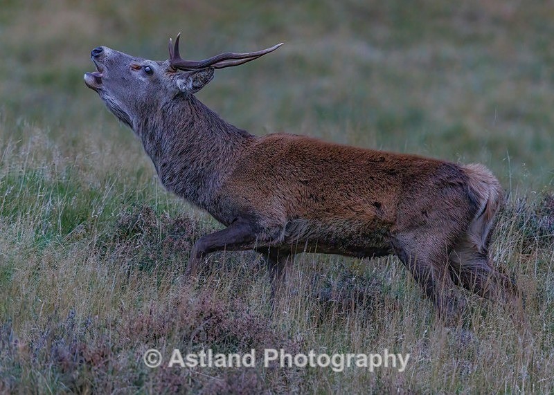 Red Deer - Latest Images