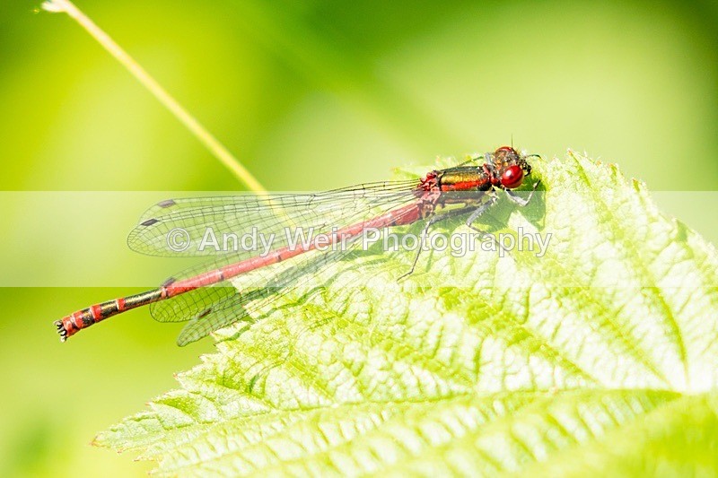 20180524Rixton Moss NR8E0A6280 - Dragonflies & Damselflies