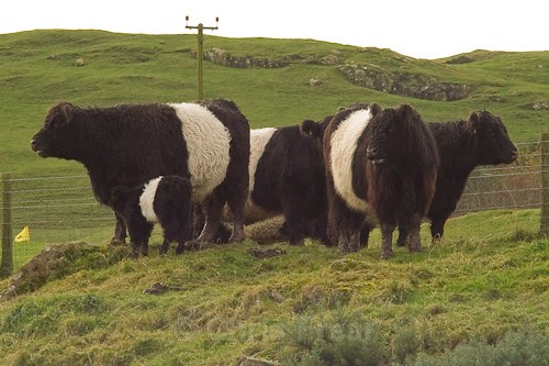 2 - Belted Galloway Cattle