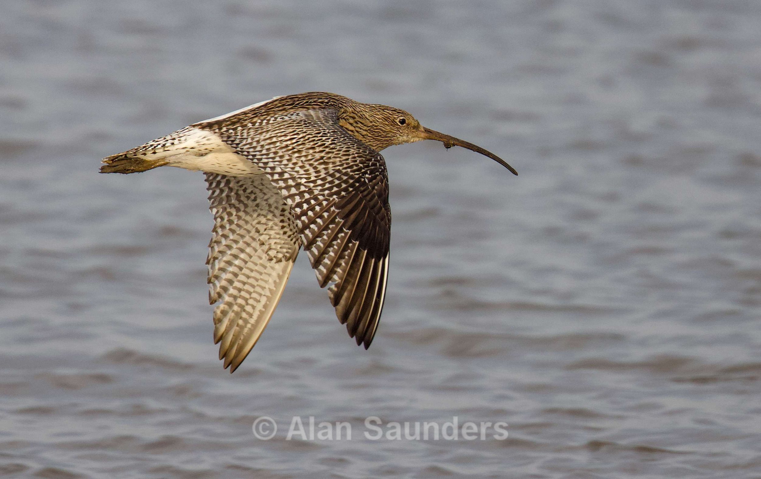 Eurasian Curlew 69