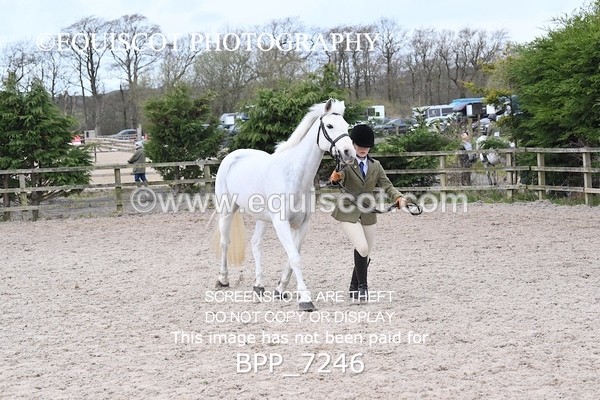 BPP_7246 - RING 1  (RIDDEN HORSES / IN HAND / VETERAN ETC)