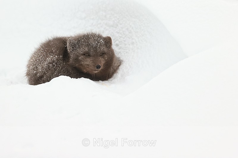 Arctic Fox sheltering in hollow, Hornstrandir, Iceland - Arctic Fox