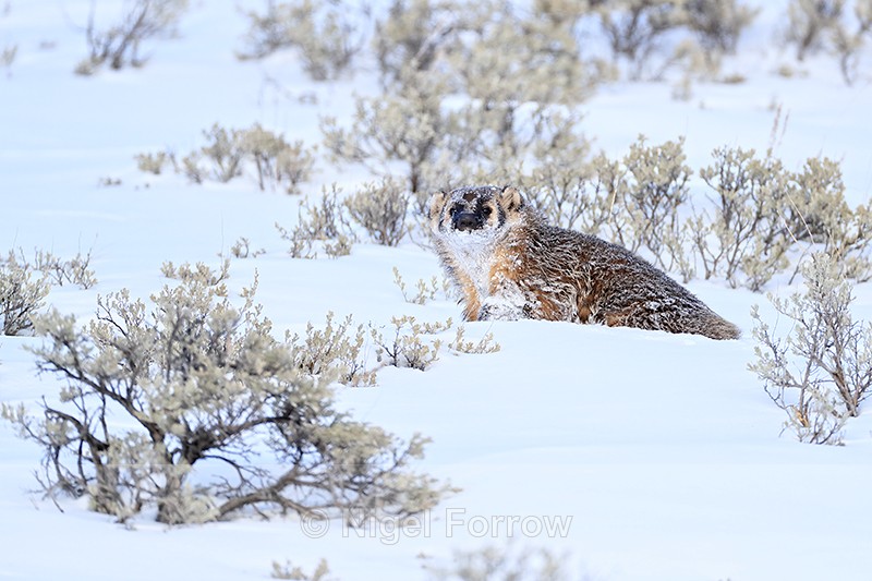 American Badger watches, Lamar Valley, Yellowstone National Park - Badger