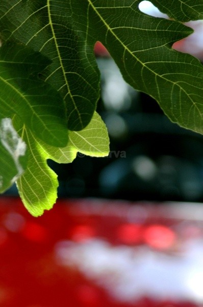 Leaf Frame - Flowers and Plants