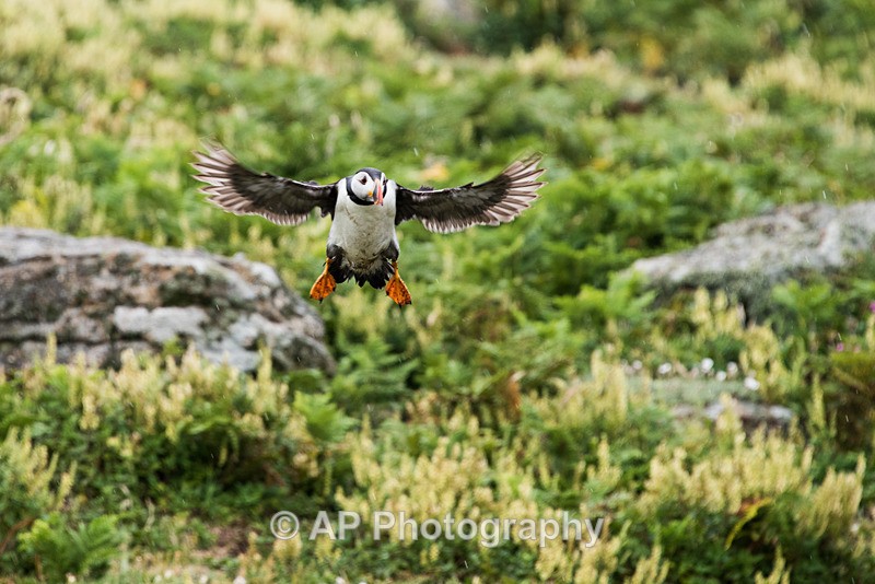 ACP_0240-1 - Puffins on Skomer Island