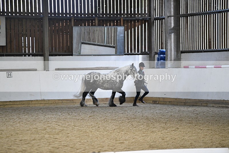 WJ5_5193 - Class 8 In hand cob