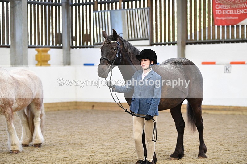 WJ5_5097 - Class 7 In hand coloured / odd coloured