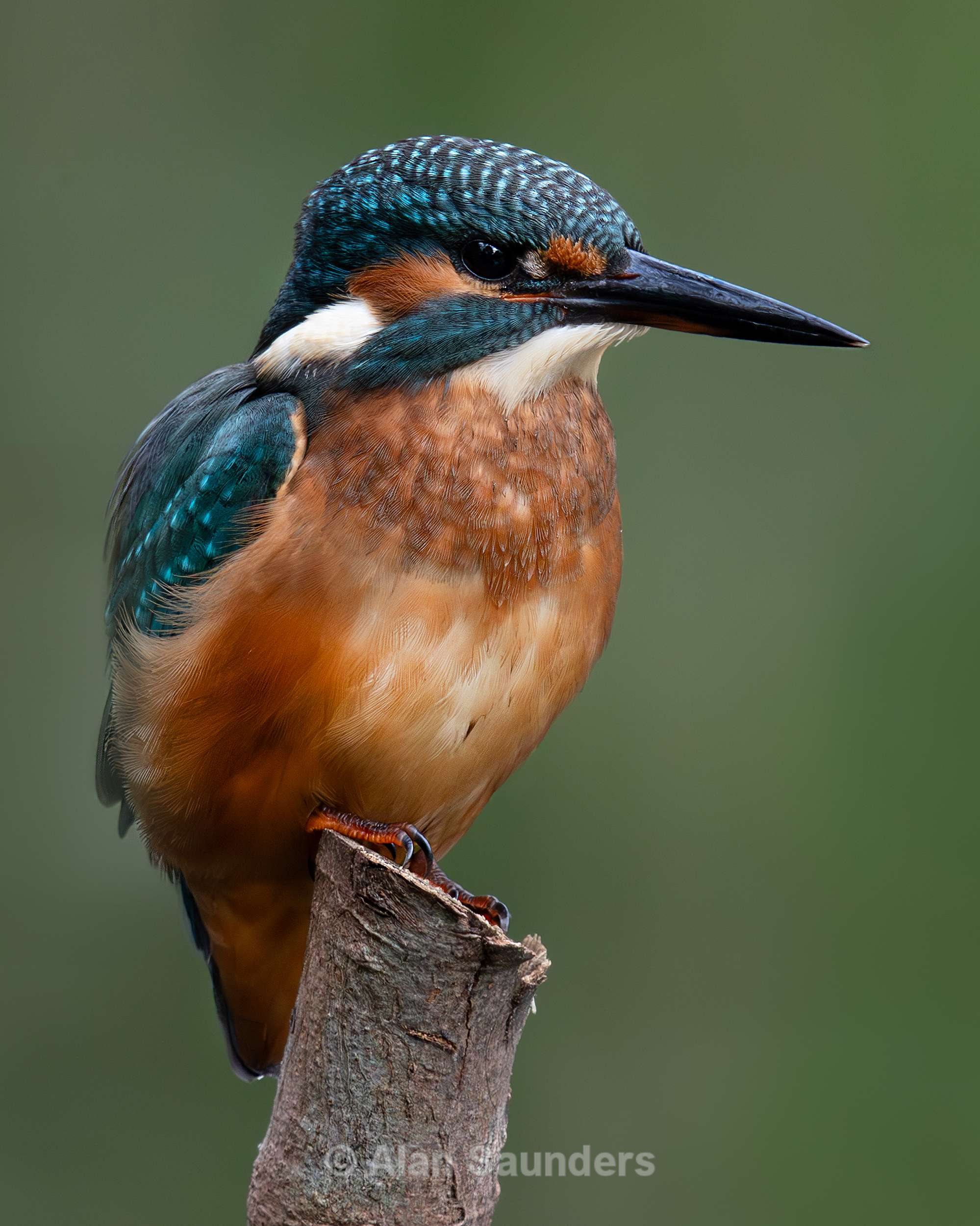Common Kingfisher 5