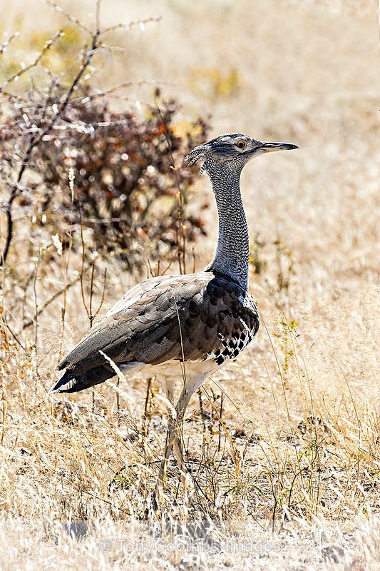 Kori Bustard - Etosha National Park ~ Birds