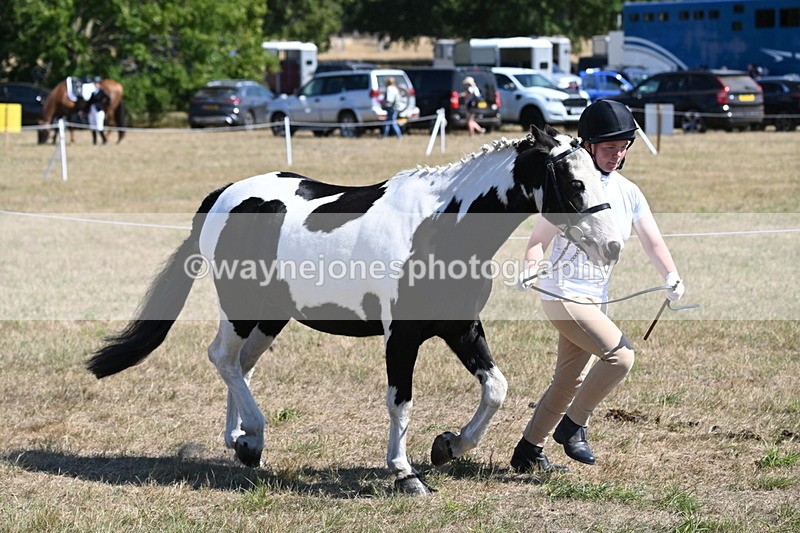 WJ6_8585 - Class 37b Best Loan Pony In-hand
