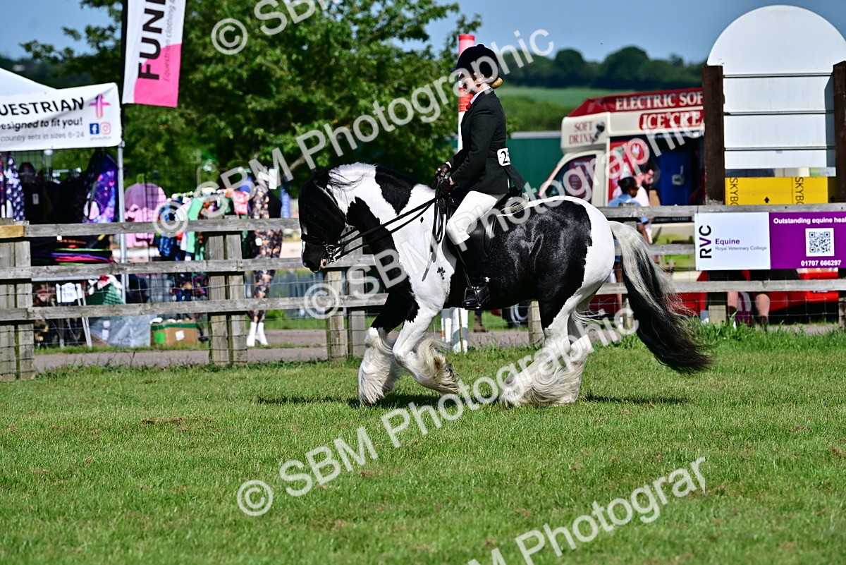 SBM_09347 - Class 63-65 - Traditional Gypsy Cobs In Hand & Ridden