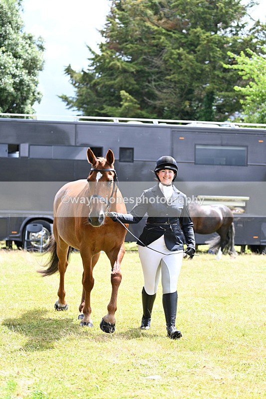 WJ7_6889 - Class 5a Most Handsome Gelding in Hand