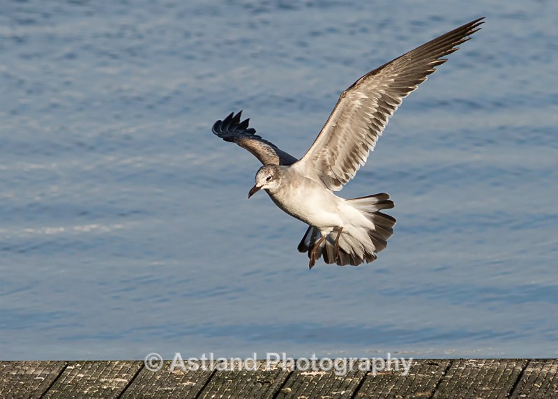 Astland Photography, Bird and Wildlife Images, Susan and Peter Wilson, U.K.