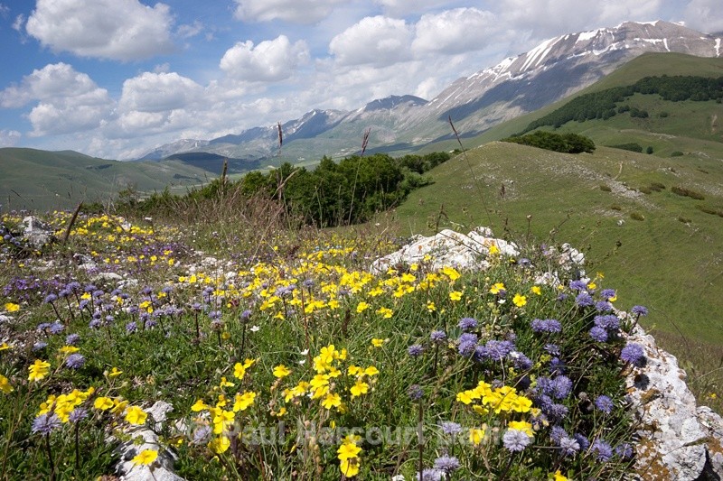  - Plants: wide-angle