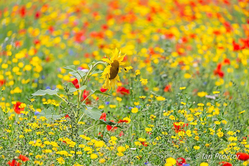 The Bee in the Colourful Meadow - Nature