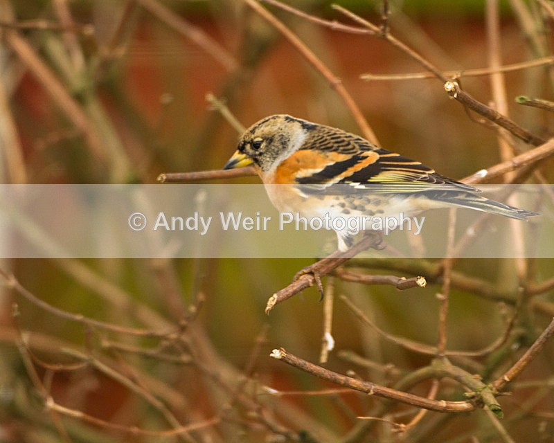 20130119-_MG_2151 - Brambling
