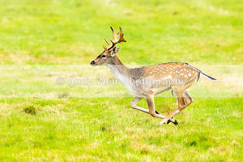 20140929-3K8A6078 - Fallow Deer