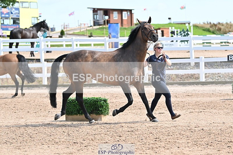 240717A-155441-03174 - Trot Up 3pm to 4pm