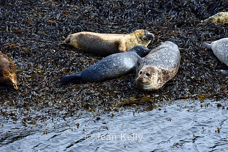 Seals on Loch Linnhe - DSC_9179_00109 - Sea Lions and Seals