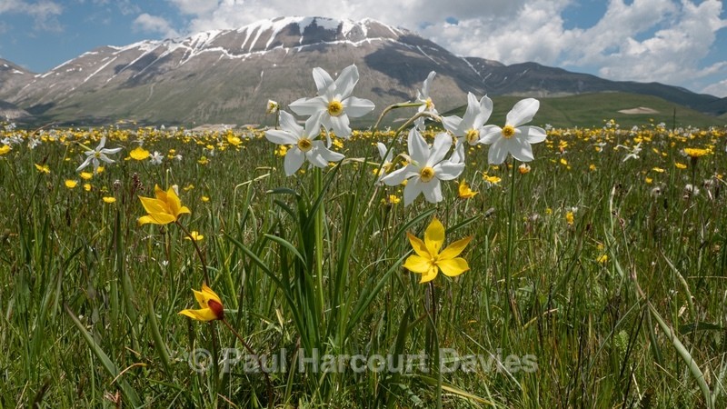Wild Tulips (Tulipa sylvestris ssp australis) growing with Poet's Narcissus (Narcissus poeticus - Flowers in the Landscape - 2