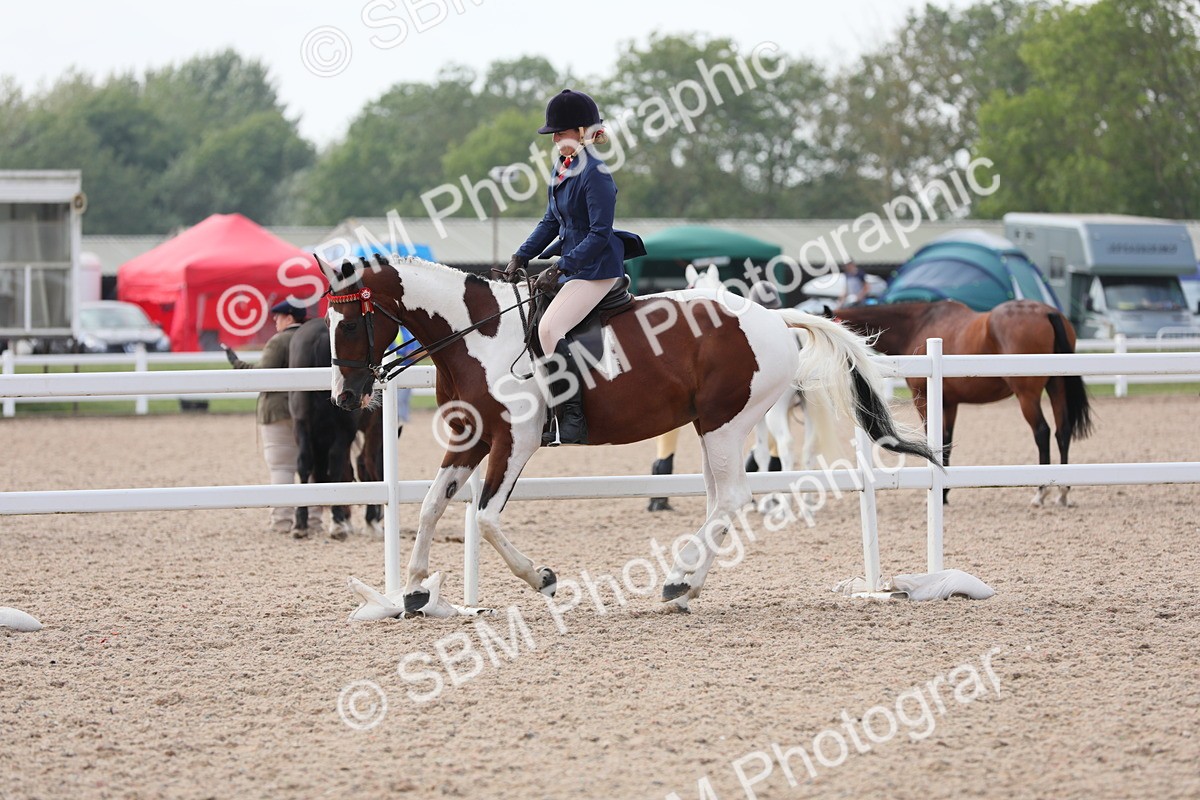 SBM_13454 - Class 308 Ridden Coloured Horse