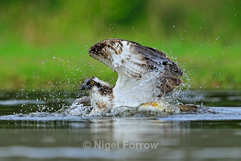 Rothiemurchus Osprey flapping in water - Osprey