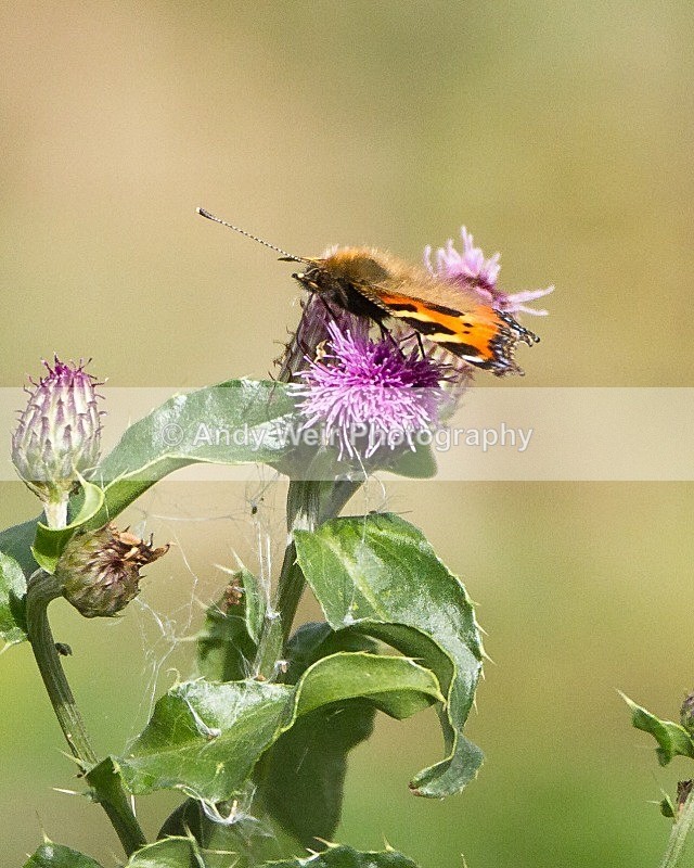 20110917-_MG_6808 - Butterflies & Moths