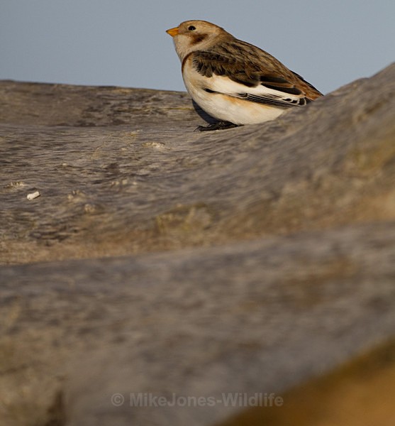 SNOW BUNTINGS - SNOW BUNTINGS