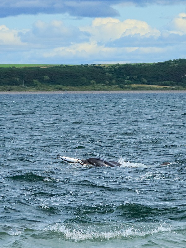 Dolphin tossing fish, Chanonry Point, Scotland - Dolphin