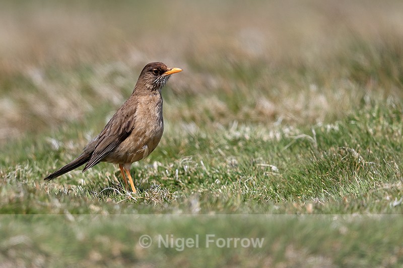 Falkland Thrush standing in grass, Carcass Island, Falklands - Falkland (Austral) Thrush