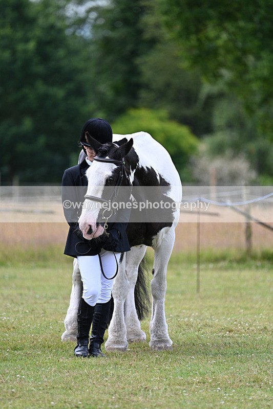 WJ7_7152 - Class 5a Most Handsome Gelding in Hand