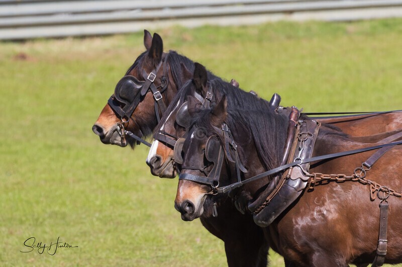 Marlie 11 Horse Draft Team 4. 0A3A9145 - 2025 Senic Rim Clydesdale Spectacular