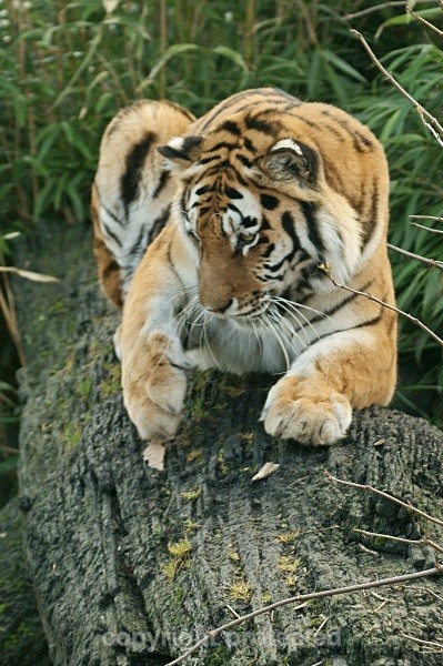 Amur Tiger - Anoushka telling Igor off (Colchester Zoo) - Tigers